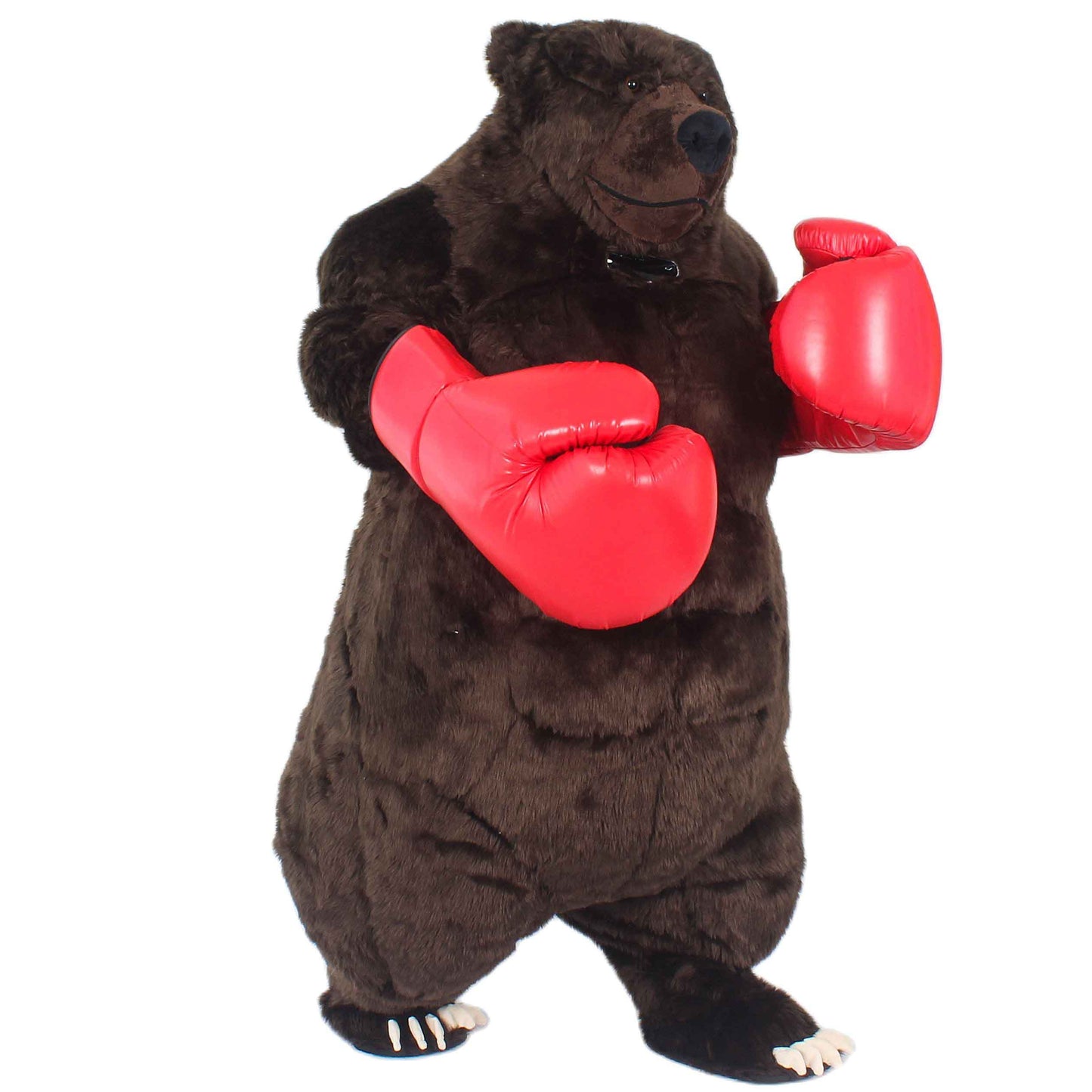 Orso Boxer
